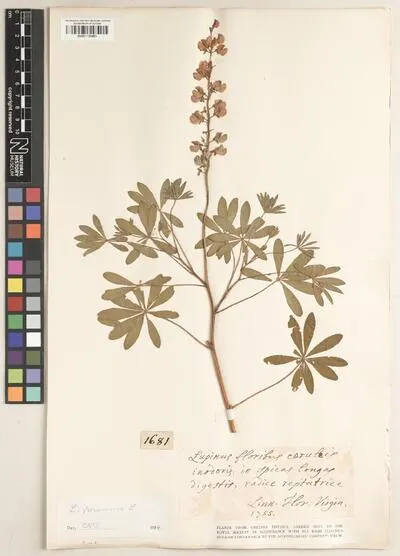 Lupinus perennis L. — تصویر رکورد یوروپیانا