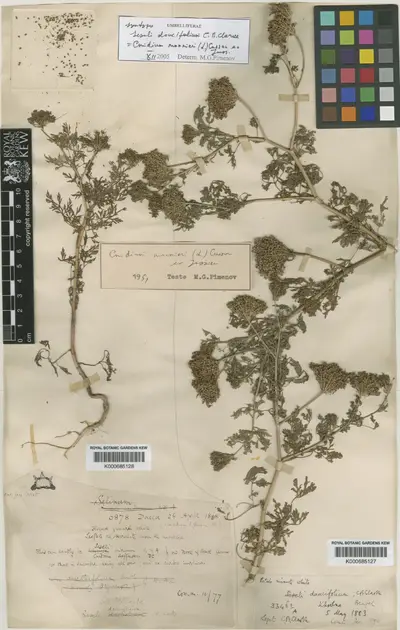 Cnidium monnieri (L.) Cusson — تصویر رکورد یوروپیانا
