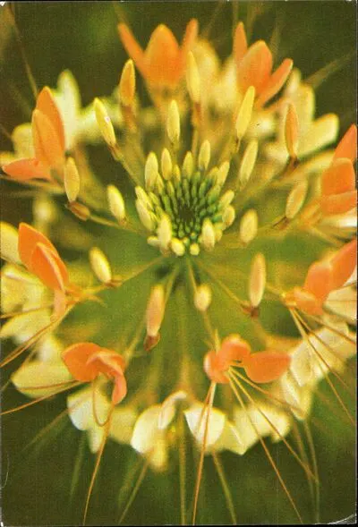 Floare galbenă — تصویر رکورد یوروپیانا