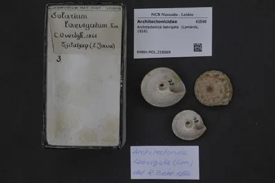 Architectonica laevigata (Lamarck, 1816) — تصویر رکورد یوروپیانا