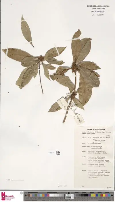 Pittosporum ferrugineum Aiton — تصویر رکورد یوروپیانا