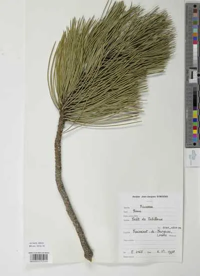 Pinus sp. — تصویر رکورد یوروپیانا