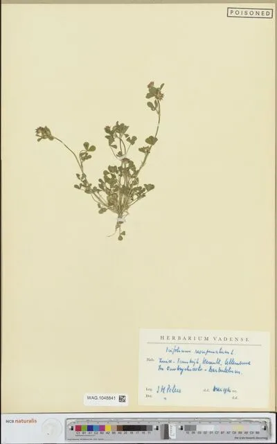 Trifolium resupinatum L. — تصویر رکورد یوروپیانا