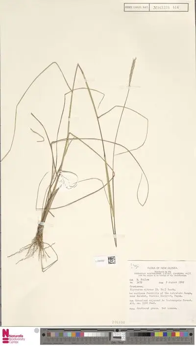 Elionurus citreus (R.Br.) Munro ex Benth. — تصویر رکورد یوروپیانا