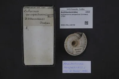 Architectonica perspectiva (Linnaeus, 1758) — تصویر رکورد یوروپیانا