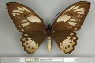 Ornithoptera priamus poseidon Doubleday, 1847 — تصویر رکورد یوروپیانا