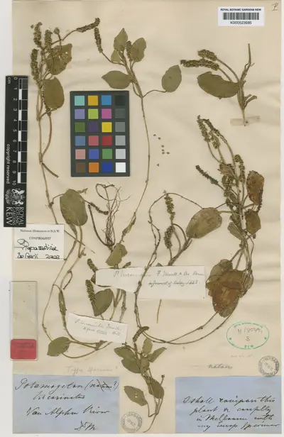 Potamogeton tricarinatus F.Muell. & A.Benn. — تصویر رکورد یوروپیانا