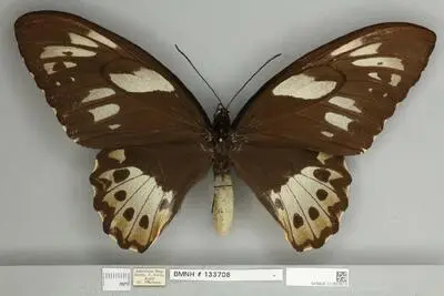 Ornithoptera priamus poseidon Doubleday, 1847 — تصویر رکورد یوروپیانا