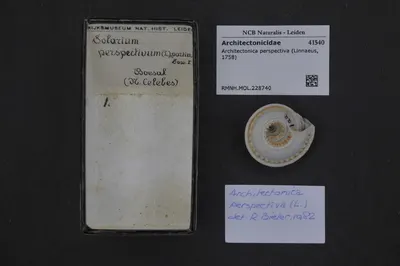 Architectonica perspectiva (Linnaeus, 1758) — تصویر رکورد یوروپیانا