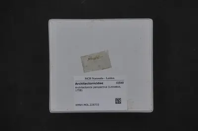Architectonica perspectiva (Linnaeus, 1758) — تصویر رکورد یوروپیانا