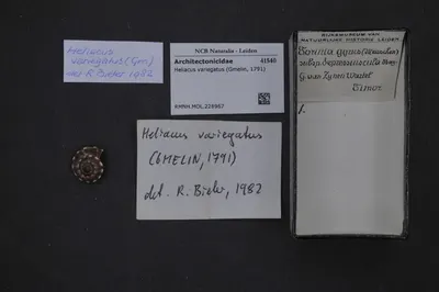 Heliacus variegatus (Gmelin, 1791) — تصویر رکورد یوروپیانا