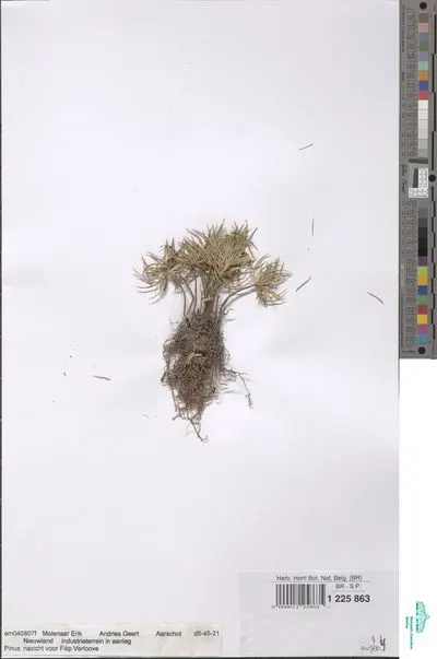 Pinus sp. — تصویر رکورد یوروپیانا