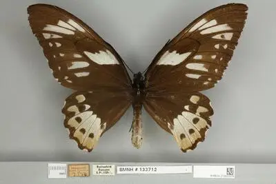 Ornithoptera priamus poseidon Doubleday, 1847 — تصویر رکورد یوروپیانا