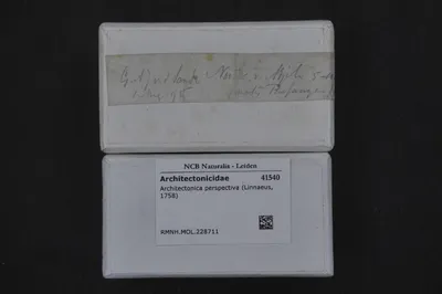 Architectonica perspectiva (Linnaeus, 1758) — تصویر رکورد یوروپیانا