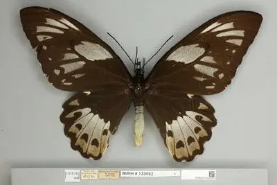 Ornithoptera priamus poseidon Doubleday, 1847 — تصویر رکورد یوروپیانا