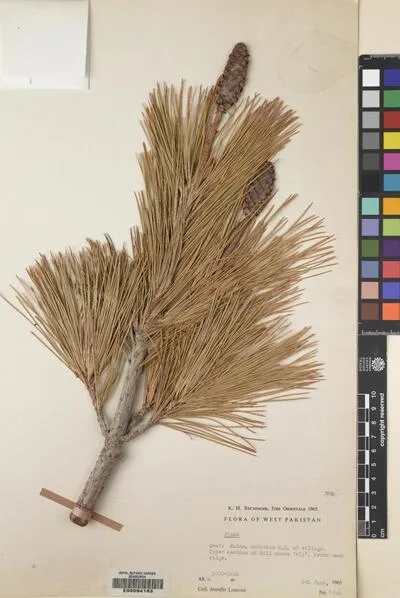 Pinus L. — تصویر رکورد یوروپیانا