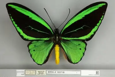 Ornithoptera priamus poseidon Doubleday, 1847 — تصویر رکورد یوروپیانا