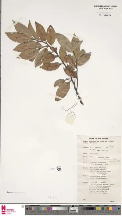 Prunus — تصویر رکورد یوروپیانا