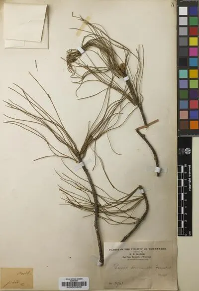 Pinus L. — تصویر رکورد یوروپیانا