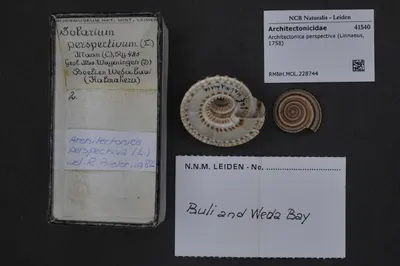 Architectonica perspectiva (Linnaeus, 1758) — تصویر رکورد یوروپیانا
