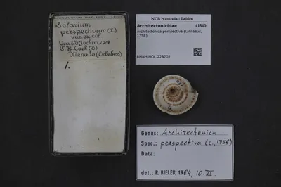 Architectonica perspectiva (Linnaeus, 1758) — تصویر رکورد یوروپیانا