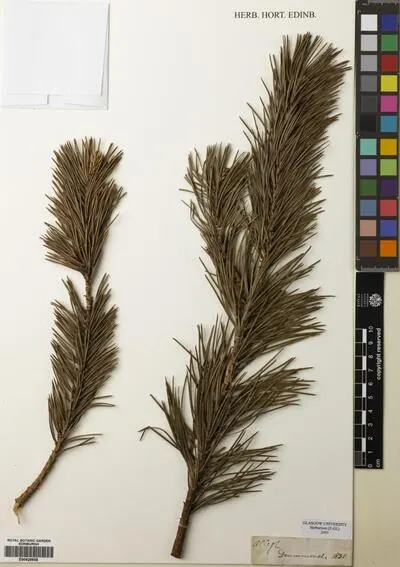 Pinus L. — تصویر رکورد یوروپیانا