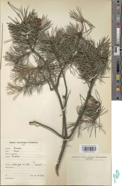 Pinus sp. — تصویر رکورد یوروپیانا
