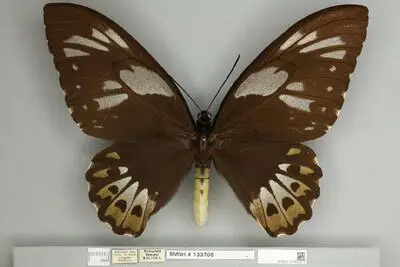 Ornithoptera priamus poseidon Doubleday, 1847 — تصویر رکورد یوروپیانا