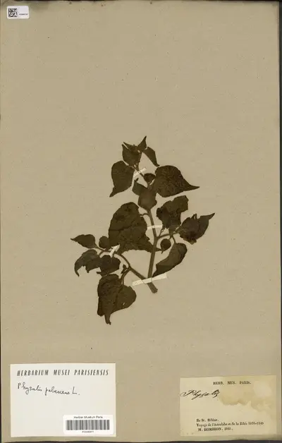 Physalis pubescens L. — تصویر رکورد یوروپیانا