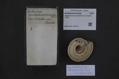 Architectonica perspectiva (Linnaeus, 1758) — تصویر رکورد یوروپیانا