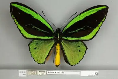 Ornithoptera priamus poseidon Doubleday, 1847 — تصویر رکورد یوروپیانا