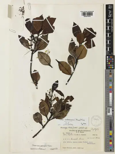 Olea rubrovenia (Elmer) Kiew — تصویر رکورد یوروپیانا