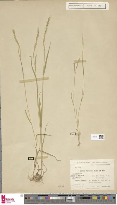 Lolium persicum Boiss. & Hohen. — تصویر رکورد یوروپیانا