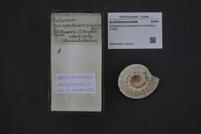 Architectonica perspectiva (Linnaeus, 1758) — تصویر رکورد یوروپیانا