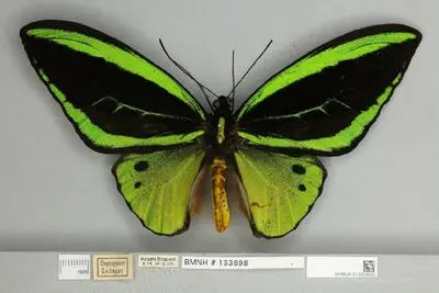 Ornithoptera priamus poseidon Doubleday, 1847 — تصویر رکورد یوروپیانا
