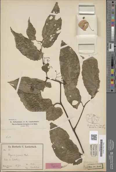 Begonia papuana Warb. — تصویر رکورد یوروپیانا
