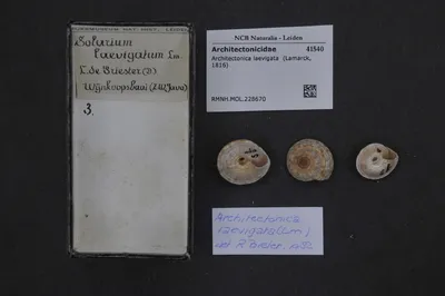 Architectonica laevigata (Lamarck, 1816) — تصویر رکورد یوروپیانا