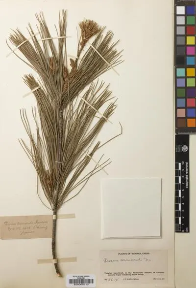 Pinus L. — تصویر رکورد یوروپیانا