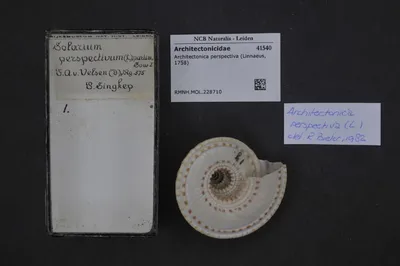 Architectonica perspectiva (Linnaeus, 1758) — تصویر رکورد یوروپیانا