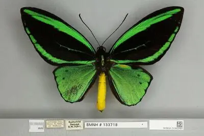 Ornithoptera priamus poseidon Doubleday, 1847 — تصویر رکورد یوروپیانا
