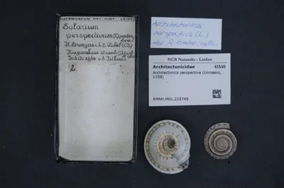 Architectonica perspectiva (Linnaeus, 1758) — تصویر رکورد یوروپیانا