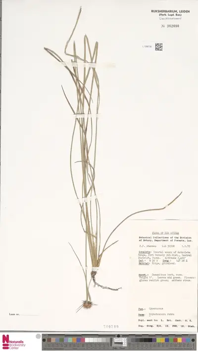Rhynchospora rubra (Lour.) Makino — تصویر رکورد یوروپیانا