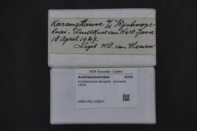 Architectonica laevigata (Lamarck, 1816) — تصویر رکورد یوروپیانا