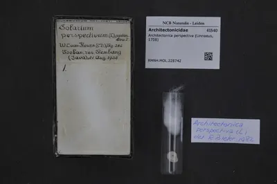 Architectonica perspectiva (Linnaeus, 1758) — تصویر رکورد یوروپیانا