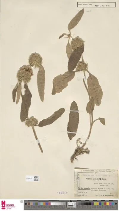 Phlomis anisodonta Boiss. — تصویر رکورد یوروپیانا