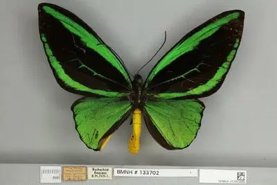 Ornithoptera priamus poseidon Doubleday, 1847 — تصویر رکورد یوروپیانا