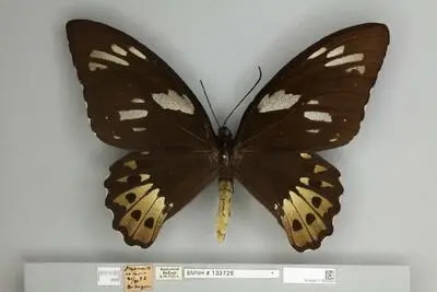 Ornithoptera priamus poseidon Doubleday, 1847 — تصویر رکورد یوروپیانا