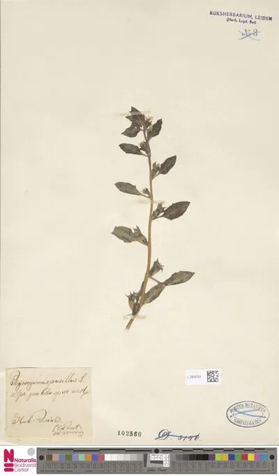Hyoscyamus pusillus L. — تصویر رکورد یوروپیانا