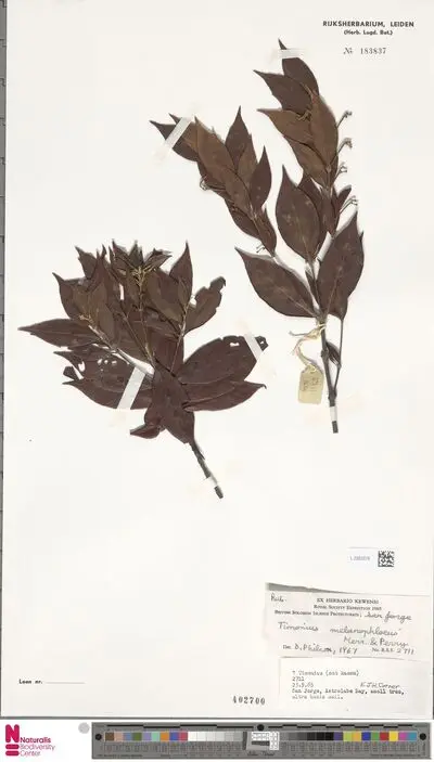 Timonius melanophloeus Merr. & L.M.Perry — تصویر رکورد یوروپیانا