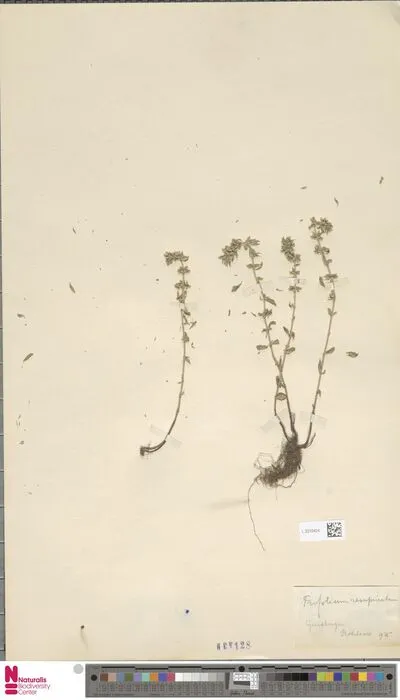Trifolium resupinatum L. — تصویر رکورد یوروپیانا